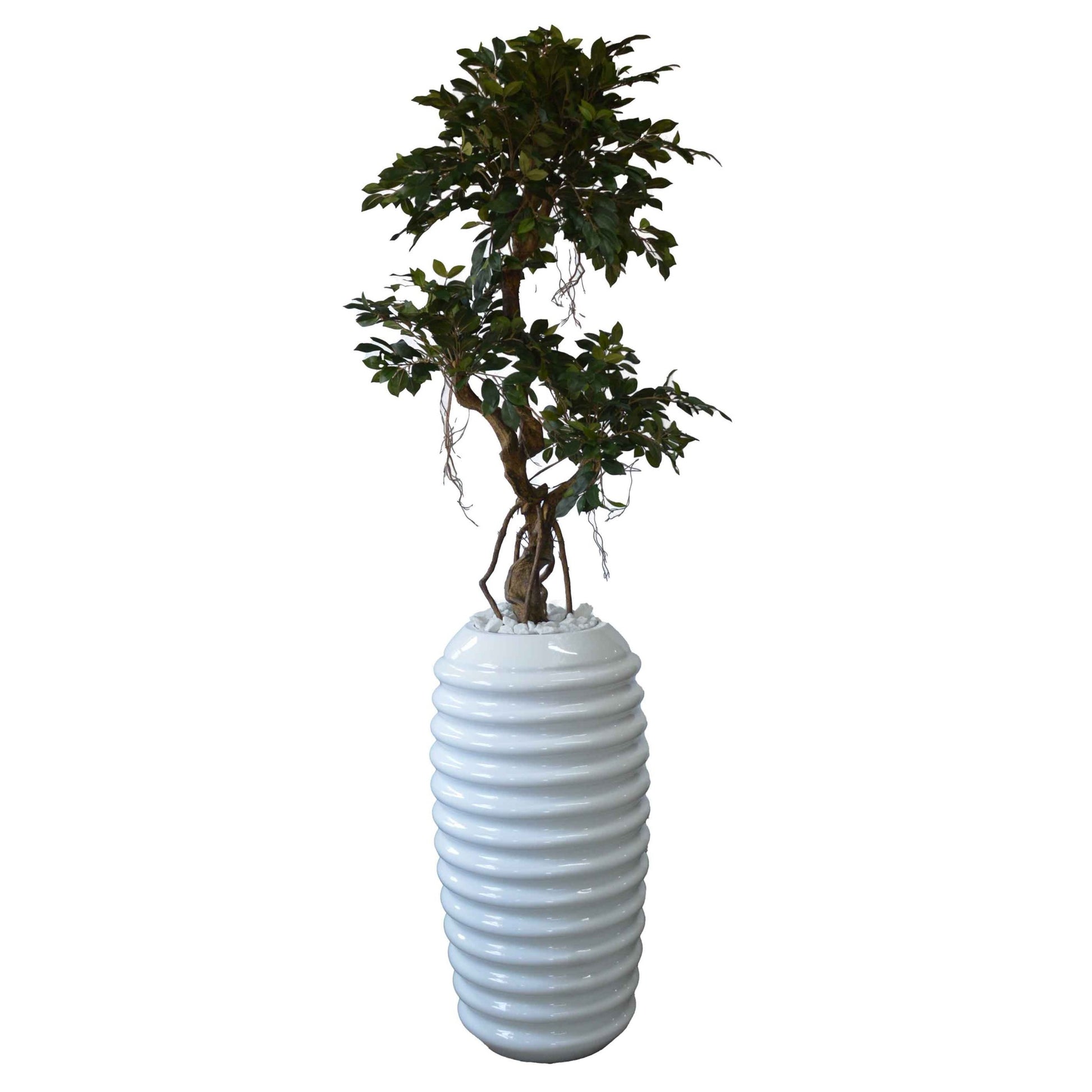 crazy pot plants Crazy Ficus Tree in Karla Pot – Inspire Lifestyle