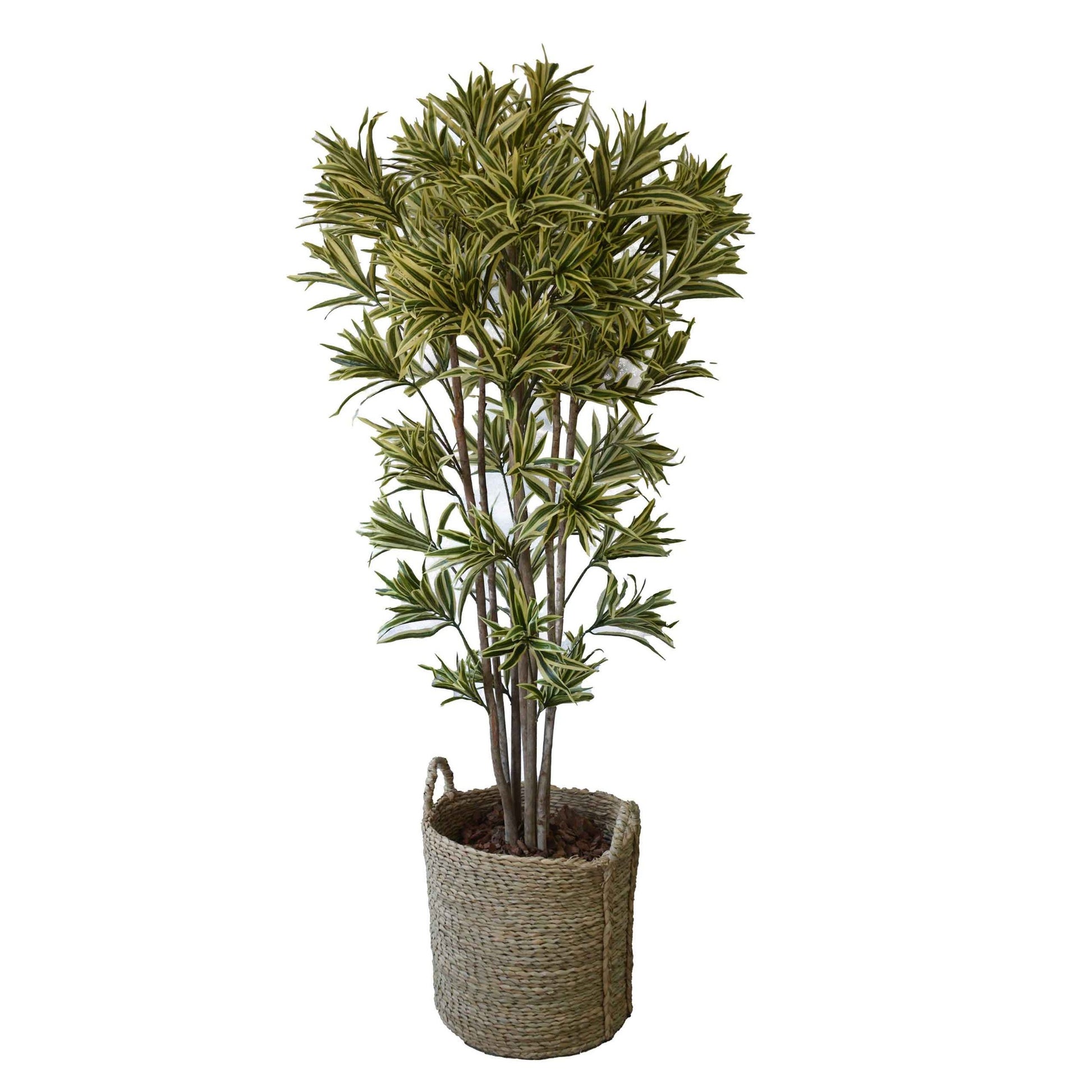 dracaena reflexa price Dracaena Reflexa Tree 1.5m – Inspire Lifestyle