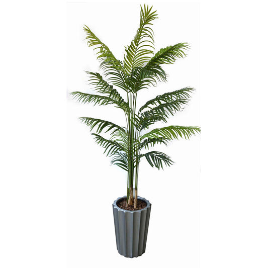 Areca Palm New Multi Stem