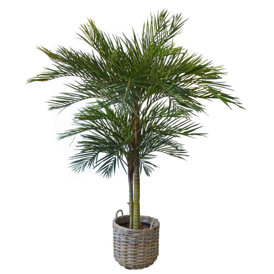 Areca Palm 2 Stem 2.1m