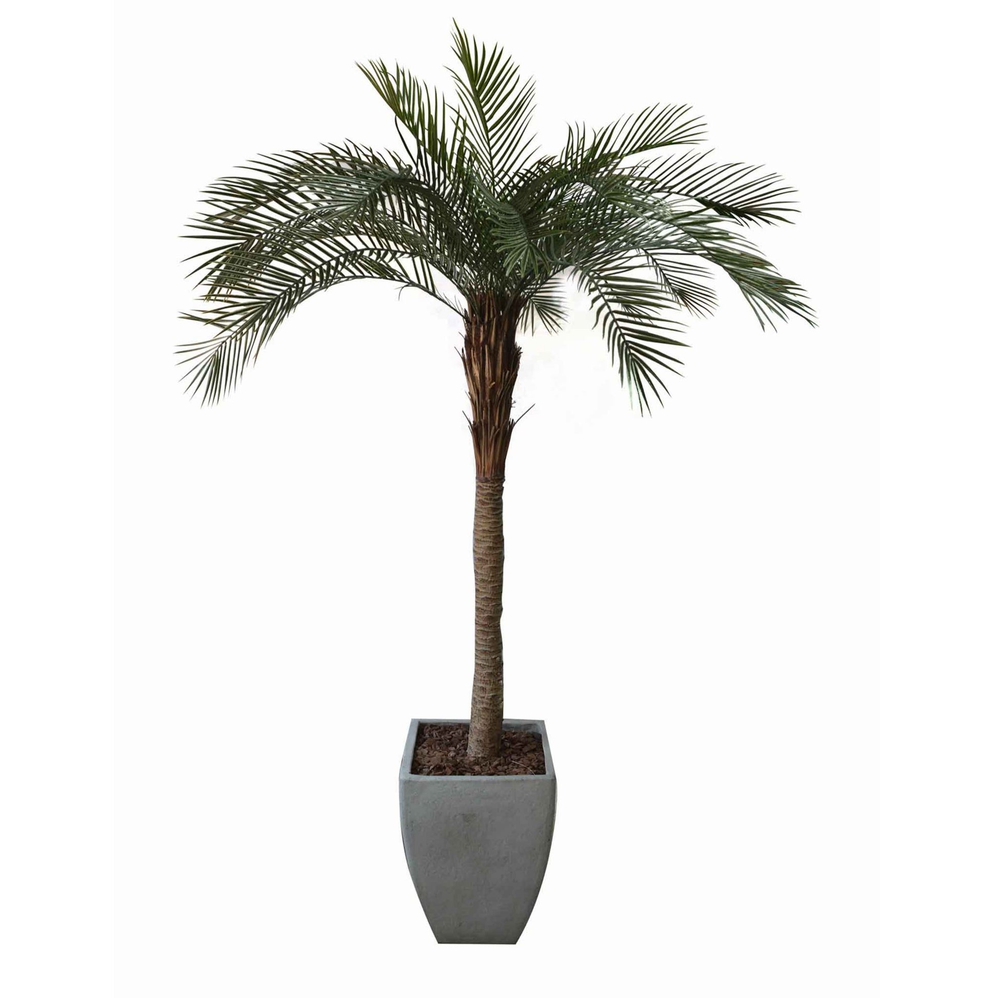 Palm Phoenix Single Stem - 210cm