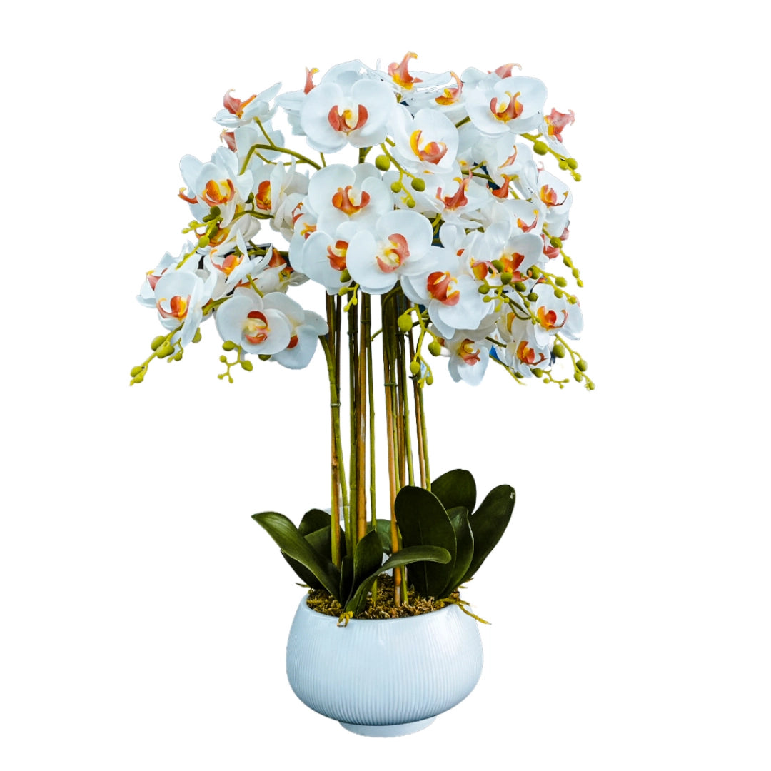 White orchid plant in a white pot on a white background