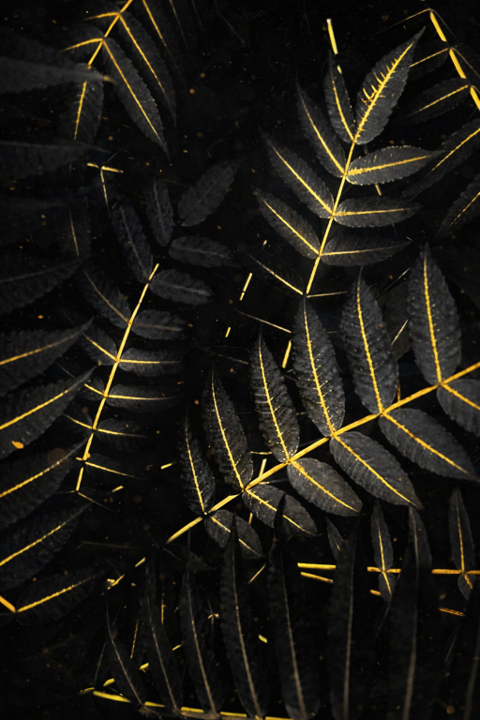 Dark Matter Botanical Artwork – ART100